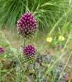 Okrasni česen - Allium Sphaerocephalon - čebulice okrasnega česna - 3 kosi