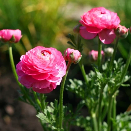 Pryskyřník plnokvětý růžový - Ranunculus asiaticus - hlízy pryskyřníku - 3 ks