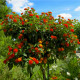 Lantana měňavá - Lantana camara - semena lantany - 10 ks
