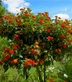 Lantana spreminjajoča - Lantana camara - semena lantane - 10 kos