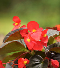 Voskovka Heaven Red F1 – Begonia semperflorens – semena begónije