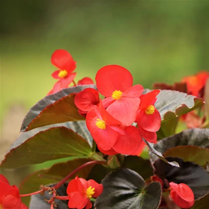 Voskovka Heaven Red F1 – Begonia semperflorens – semena begónije