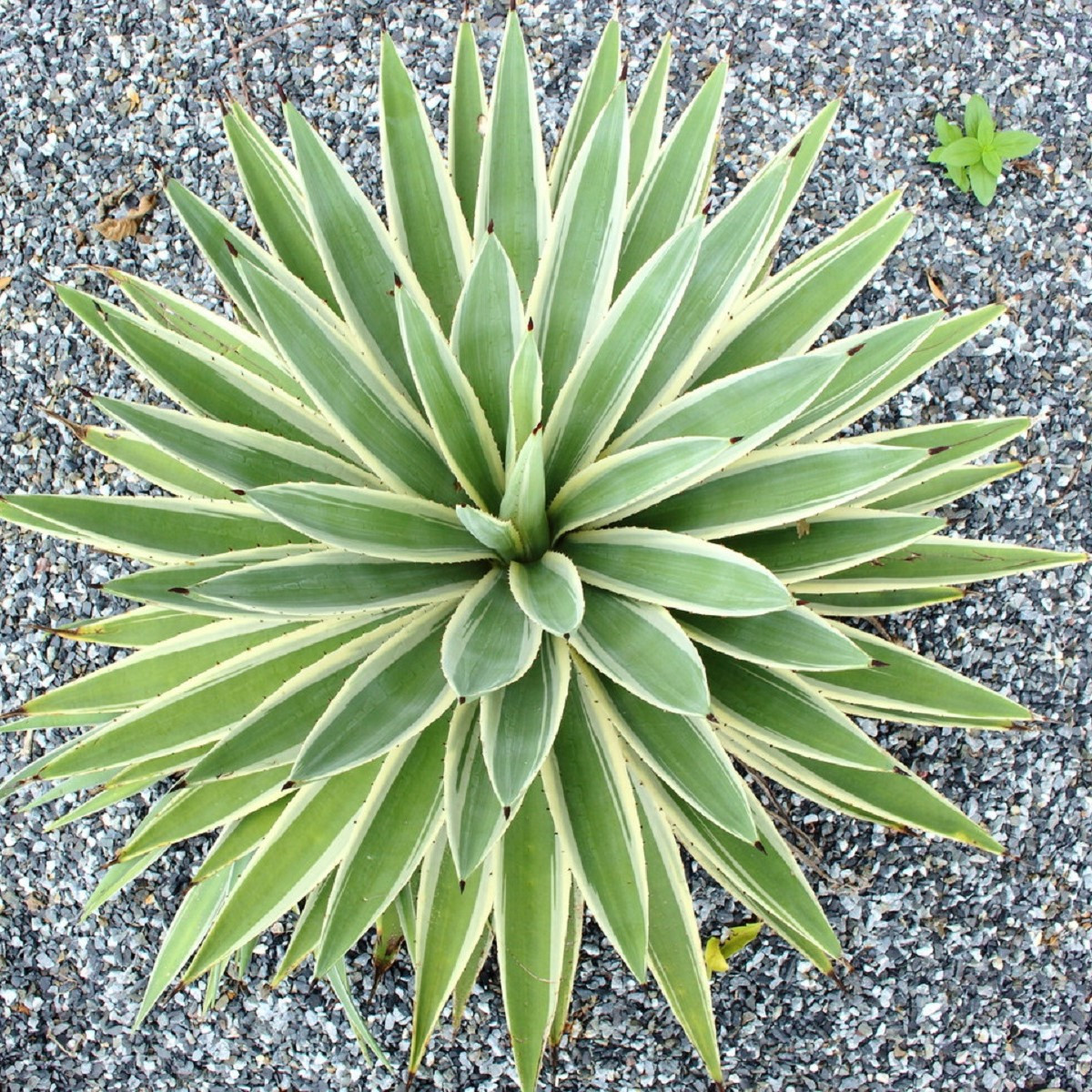 Kalifornijska agava - Agave deserti - semena agave - 18 kosov