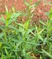 BIO pehtran - Artemisia dracunculus - bio semena pehtrana - 500 kos