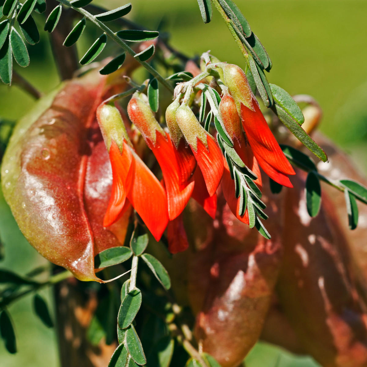 Africká bylina - Sutherlandia frutescens - semena africké byliny - 4 ks