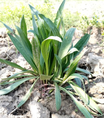 Indijski trpotec – Plantago psyllium – semena trpotca