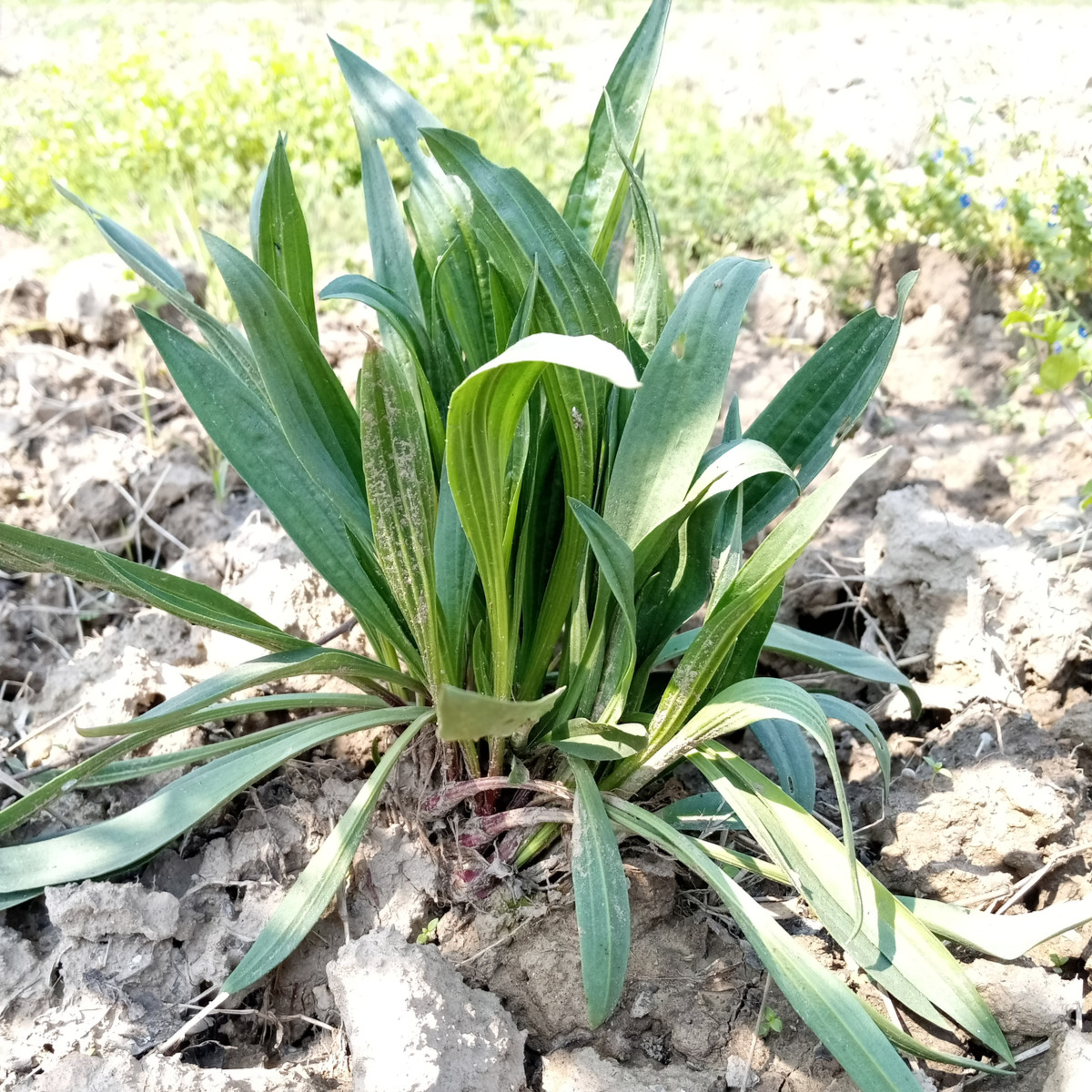 Indijski trpotec – Plantago psyllium – semena trpotca