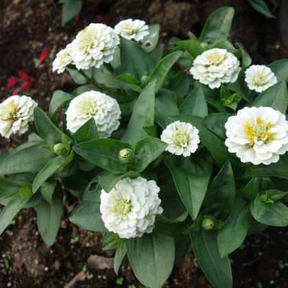 Ostálka jiřinkokvětá bílá - Zinnia elegans - semena ostálky - 50 ks