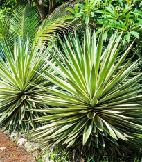 Kalifornijska agava - Agave deserti - semena agave - 18 kosov