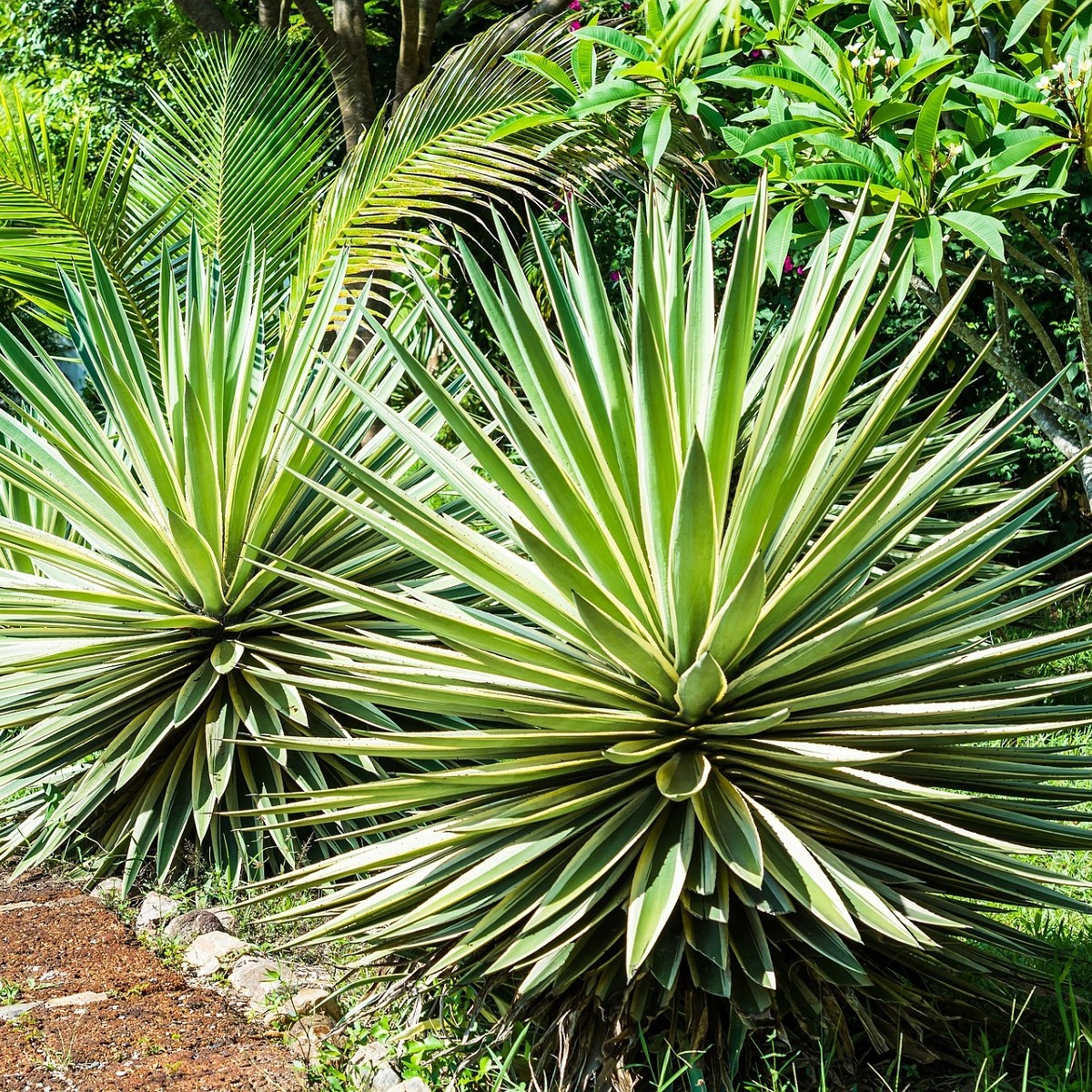 Kalifornijska agava - Agave deserti - semena agave - 18 kosov