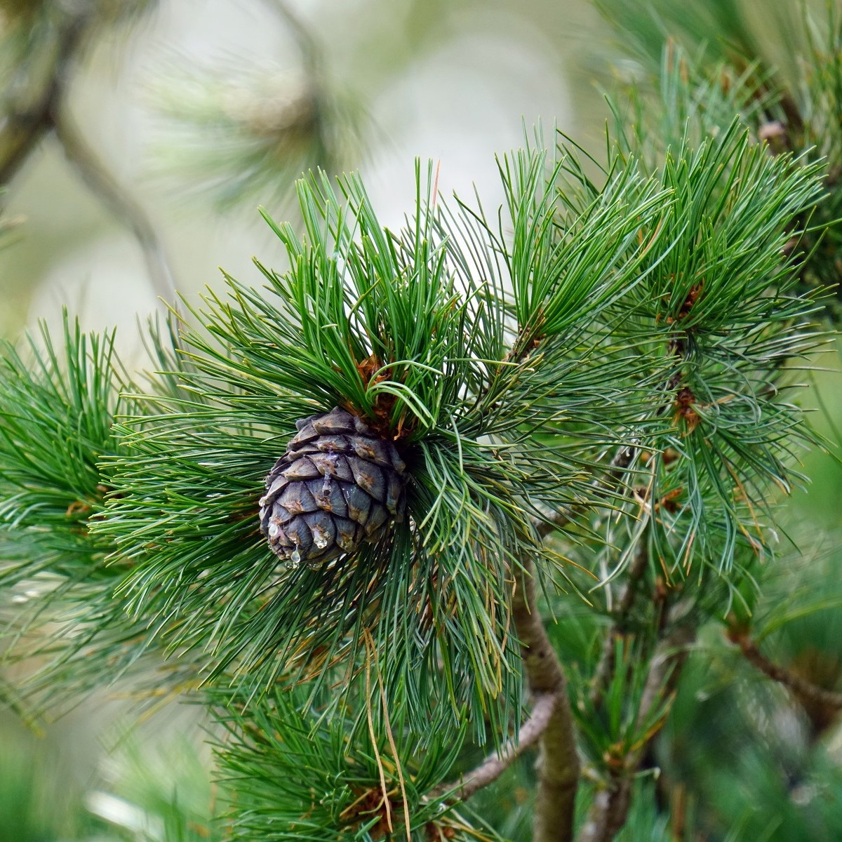Borovice Limba - Pinus cembra - semena borovice - 7 ks
