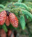 Smreka ščetinar - Picea asperata - semena smreke - 8 kosov