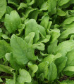 BIO Špinača setvena Palco F1 - Spinacia oleracea L. - bio semena špinače - 70 kosov