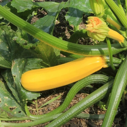 BIO Cuketa Gold Rush - Cucurbita pepo - bio semena cukety - 7 ks