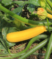 BIO Bučke Gold Rush - Cucurbita pepo - bio semena bučk - 7 kosov