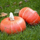 BIO Buča Sunshine F1 - Cucurbita maxima - bio semena buče - 6 kos