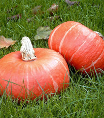 BIO Buča Sunshine F1 - Cucurbita maxima - bio semena buče - 6 kos