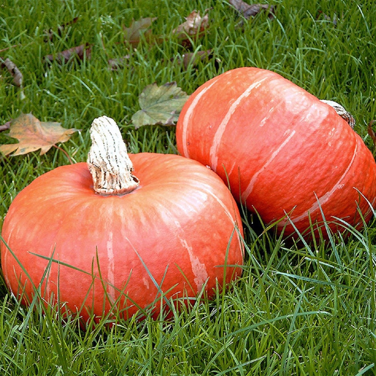 BIO Buča Sunshine F1 - Cucurbita maxima - bio semena buče - 6 kos