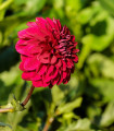 Dahlia Melody Mambo – Dahlia – gomolji dalije – 1 kos