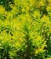 Sedum skalni - Sedum reflexum - semena seduma - 70 ks