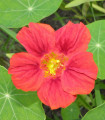 Kapucinka manjša Whirlybird Rose - Kapucinka - Tropaeolum minus - semena kapucinke - 10 kosov
