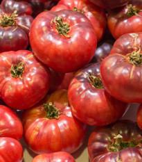 Rajče Černý Krim - Solanum lycopersicum - semena rajčete - 7 ks