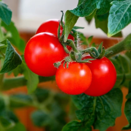 Rajče Matina - Solanum lycopersicum - semena rajčete - 20 ks