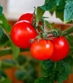 Paradižnik Matina - Solanum lycopersicum - semena paradižnika - 20 kosov