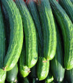 BIO Solatna kumara poljska - Cucumis sativus - semena kumare - 0,3 g