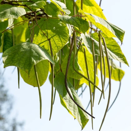 Katalpa severní - Catalpa speciosa - semena katalpy - 8 ks