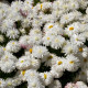 Sedmikraska srednje polno cvetna bela - Bellis perennis - semena sedmikraske - 0,1 g