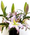 Lili Mona Lisa - Lilium - čebulice - 1 kos