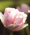 Tulipan Angelique - Tulipa Angelique - čebulice - 3 kos
