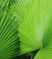 Palma - Carludovica rotundifolia - semena palme - 3 kosi
