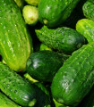 Kumarica za vlaganje Rhinsk Drue - Cucumis sativus - semena kumarice - 20 kos