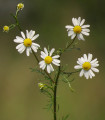 BIO Kamilica prava - Matricaria recutita - bio semena kamilice - 600 kos