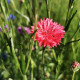 BIO Chrpa červená - Centaurea cyanus - bio semena chrpy - 50 ks