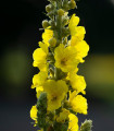BIO Velika divizna - Verbascum densiflorum - bio semena divizne - 300 kos