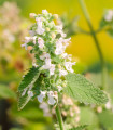 BIO Limonska mačja meta - Nepeta cataria var. citriodora - bio semena mačje mete - 15 kosov
