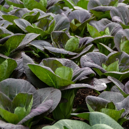 Pak Choi Baraku F1 - Brassica rapa chinensis - semena pak choi - 50 ks