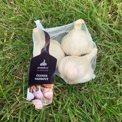 Sadilni česen Japo II – Allium sativum – mehki česen – čebulice česna – 1 pakiranje