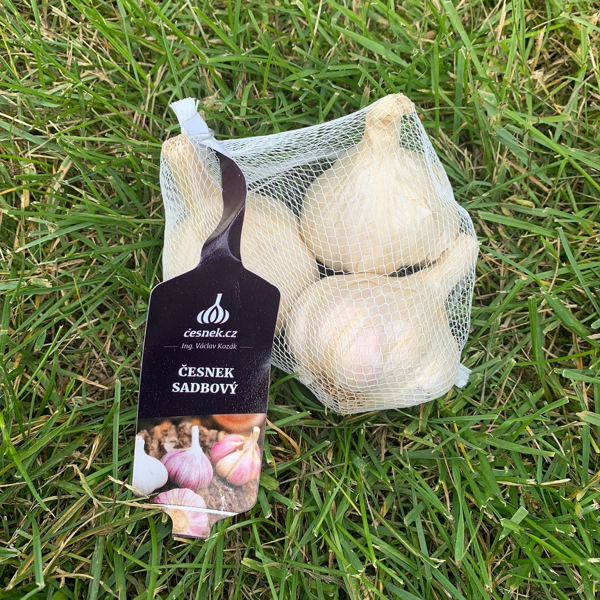 Semen česen Japo II - Allium sativum - nepaličar - čebula česna - 1 pakiranje