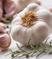 Semen česna Slavin II - Allium sativum - trd česen - 1 pakiranje