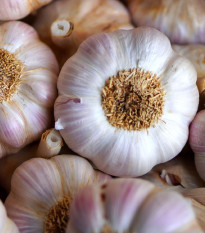 Sadbový česnek Havel - Allium sativum - paličák - 1 balení