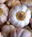 Semen česna Havel - Allium sativum - trd česen - 1 pakiranje