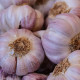 Sadbový česnek Anton - Allium sativum - nepaličák - cibule česneku - 1 balení