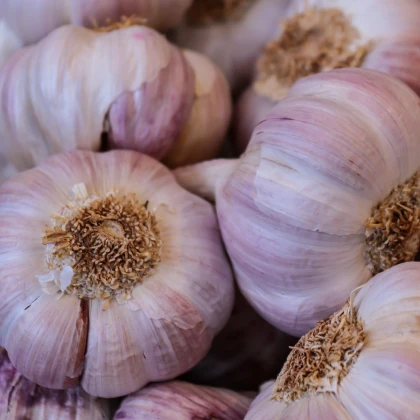 Sadbový česnek Anton - Allium sativum - nepaličák - cibule česneku - 1 balení