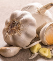 Česen za sajenje Lukan – Allium sativum – brez stebla – česnova glavica – 1 pakiranje