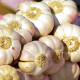 Semen česen Japo II - Allium sativum - nepaličar - čebula česna - 1 pakiranje