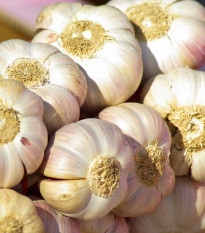Semen česen Japo II - Allium sativum - nepaličar - čebula česna - 1 pakiranje
